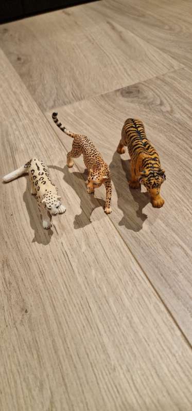 Tígrisdýr/blettatígur