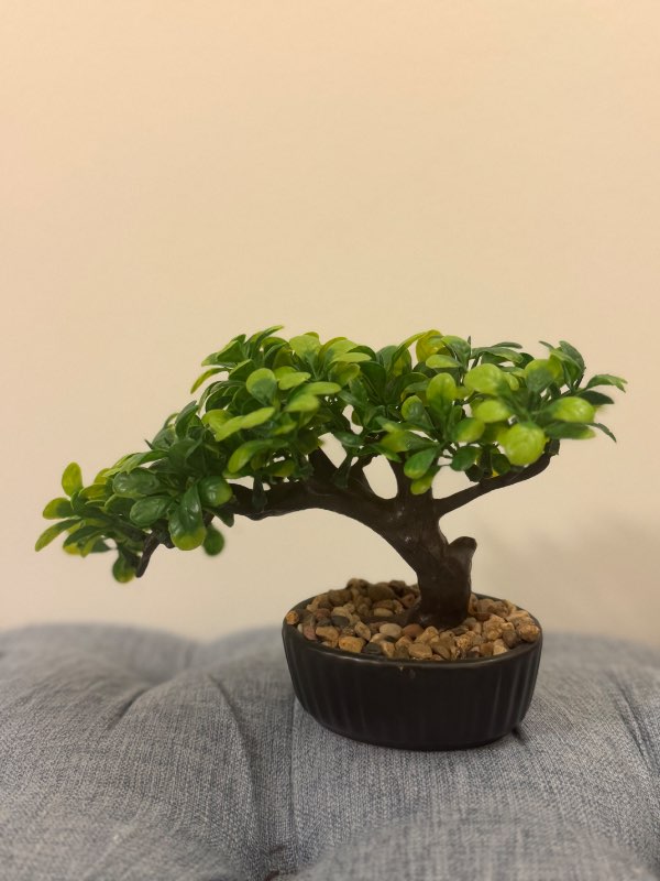 Small display bonsai fake
