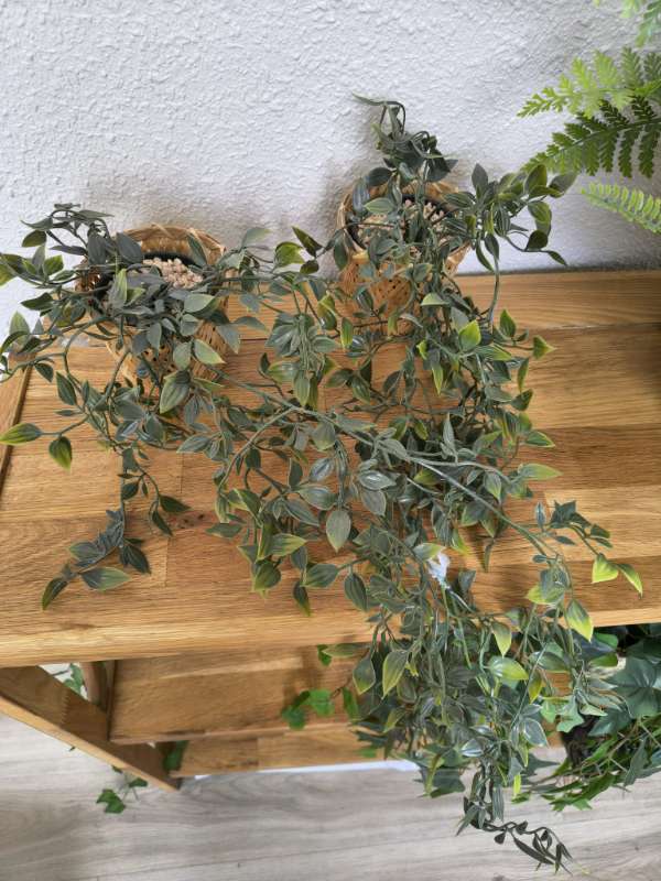 ivies with pots